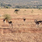 Africa 2019 06.jpg
