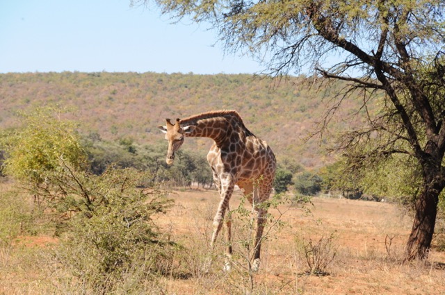 Safari 2019